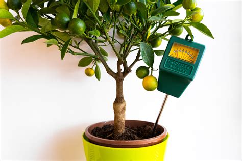 moisture meter citrus|indoor citrus trees and nitrogen.